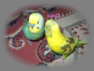 ユーカリとセキセイインコ そよ風のように生きて ユーカリとセキセイインコ そよ風のように生きて