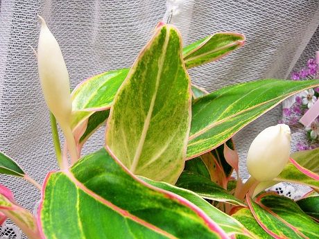 アグラオネマの花 オキシトシン そよ風のように生きて アグラオネマの花 オキシトシン そよ風のように生きて