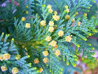 コニファーに花が咲きました そよ風のように生きて コニファーに花が咲きました そよ風のように生きて