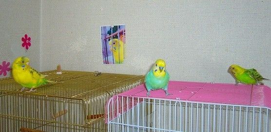 インコたちとモンステラ そよ風のように生きて