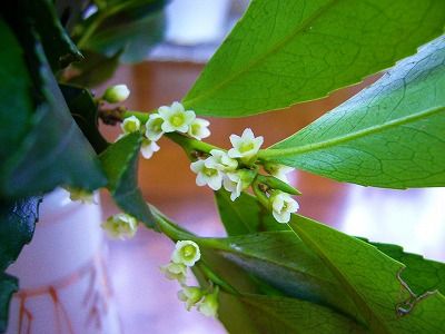 ヒサカキの花が咲きました そよ風のように生きて