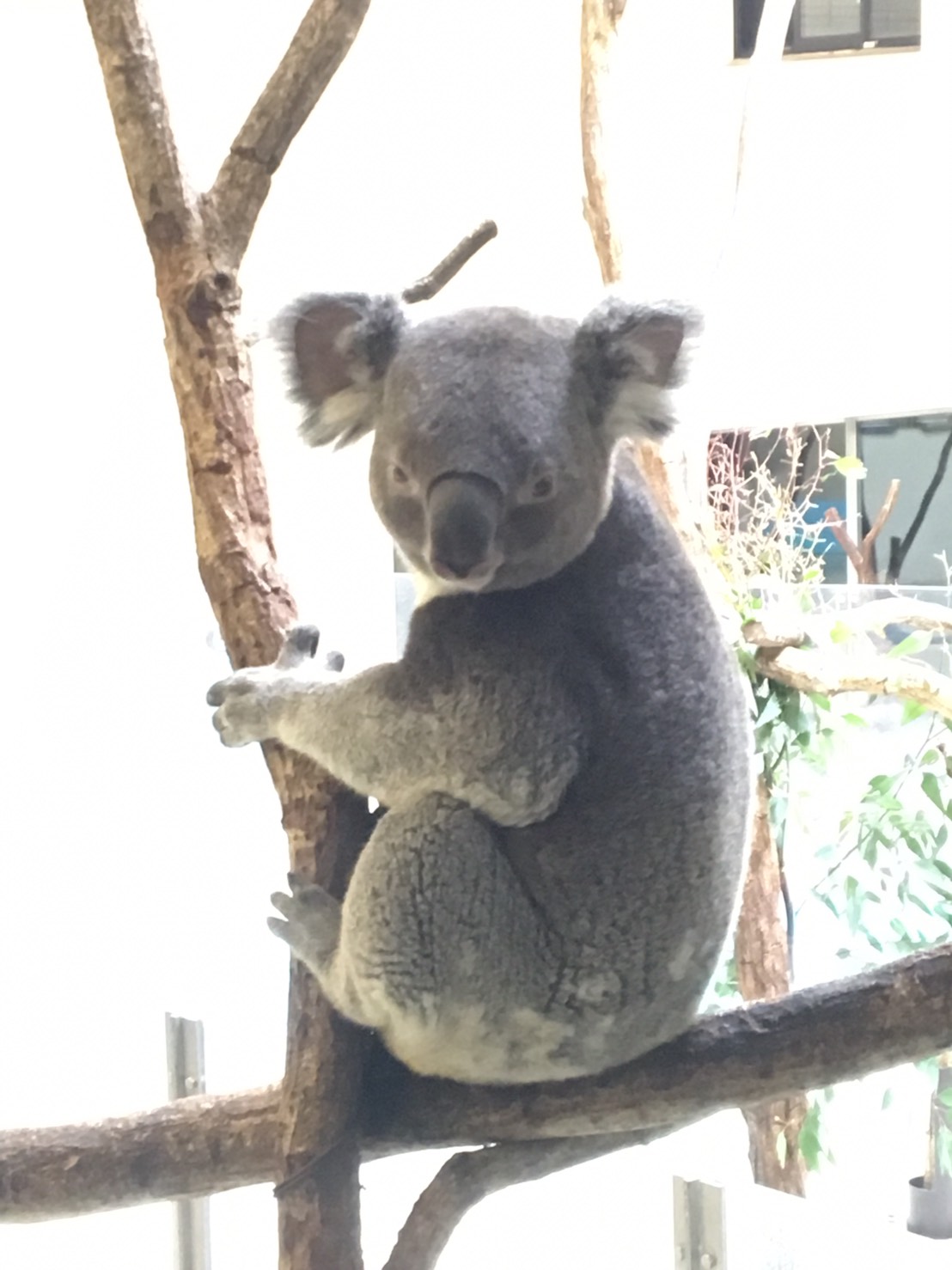 多摩動物公園 秋津州おさんぽブログ 多摩動物公園 秋津州おさんぽブログ