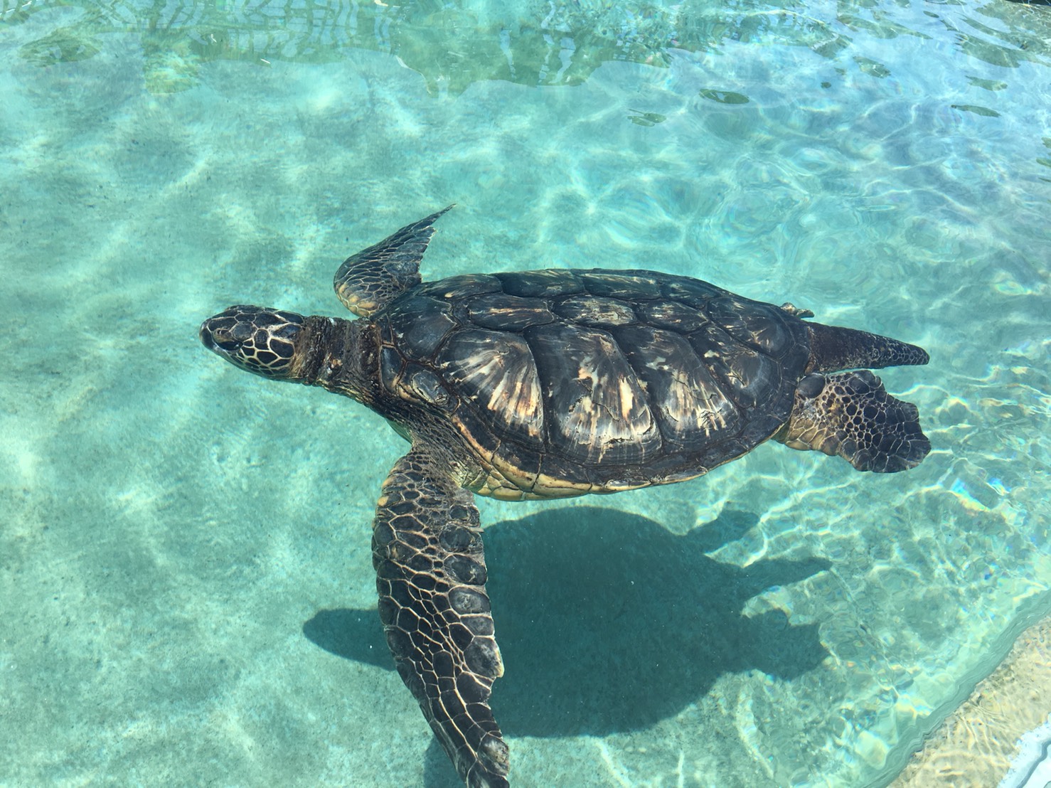 新江ノ島水族館 2 秋津州おさんぽブログ