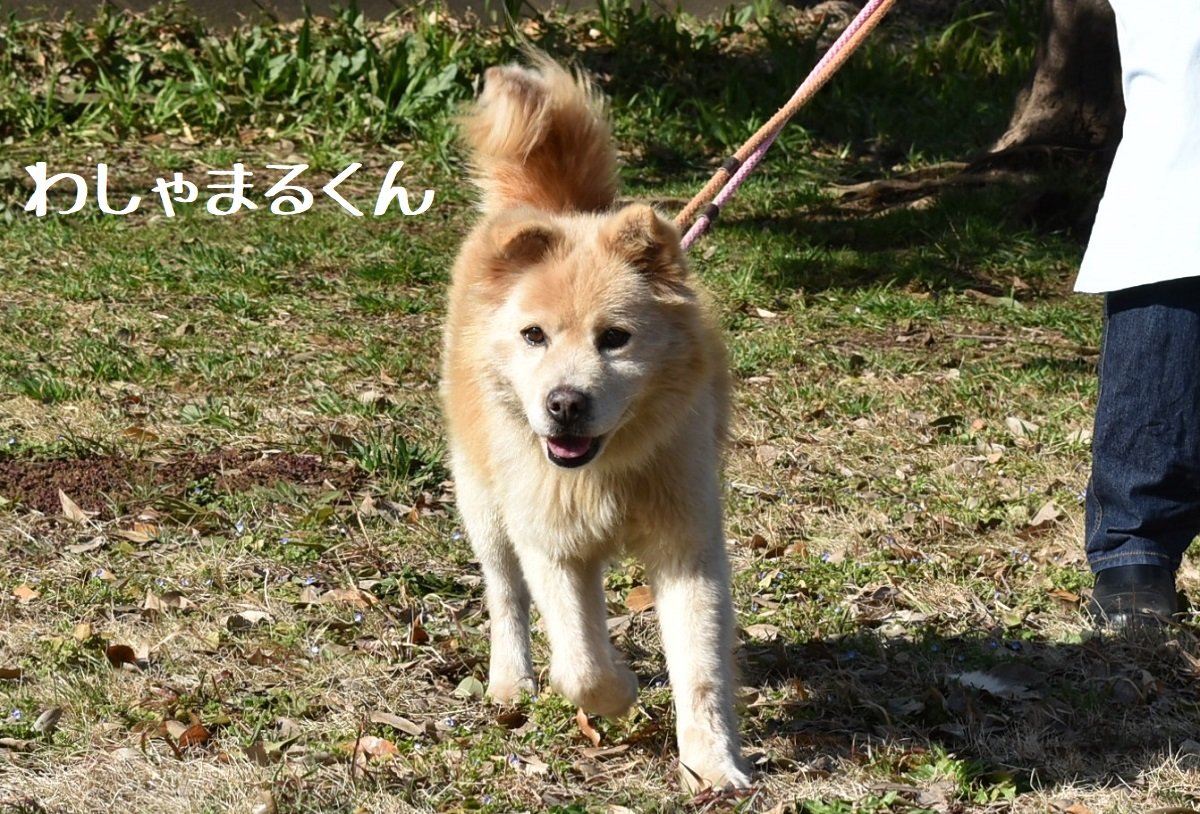 譲渡会参加予定犬 千葉県動物愛護センター お散歩隊
