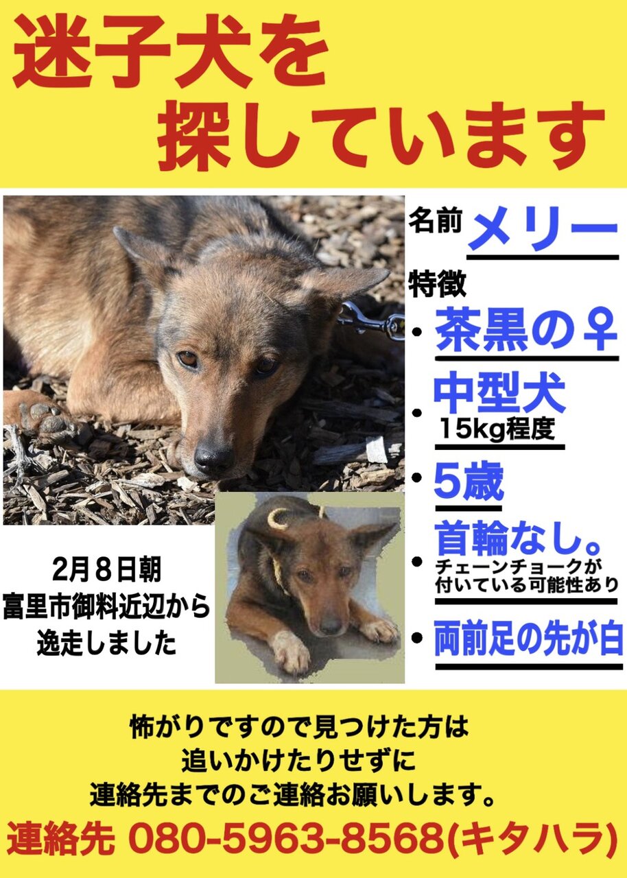 迷子犬メリーちゃんを捜しています 千葉県動物愛護センター お散歩隊 迷子犬メリーちゃんを捜しています 千葉県動物愛護センター お散歩隊