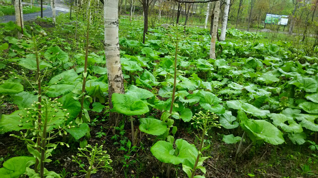 北海道ガーデン街道チケットで とかちガーデンめぐりをしました 青春 Ing