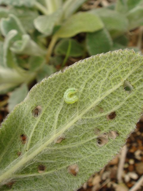 芍薬の芽が出てきました オサルノビタミン