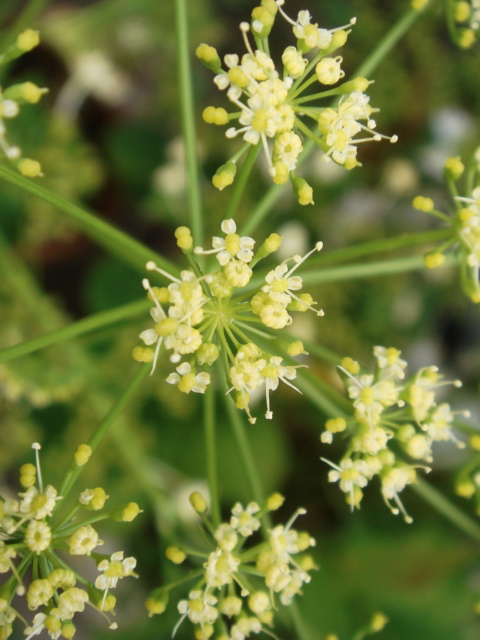 たまにはワタシも ベランダ通信 オサルノビタミン