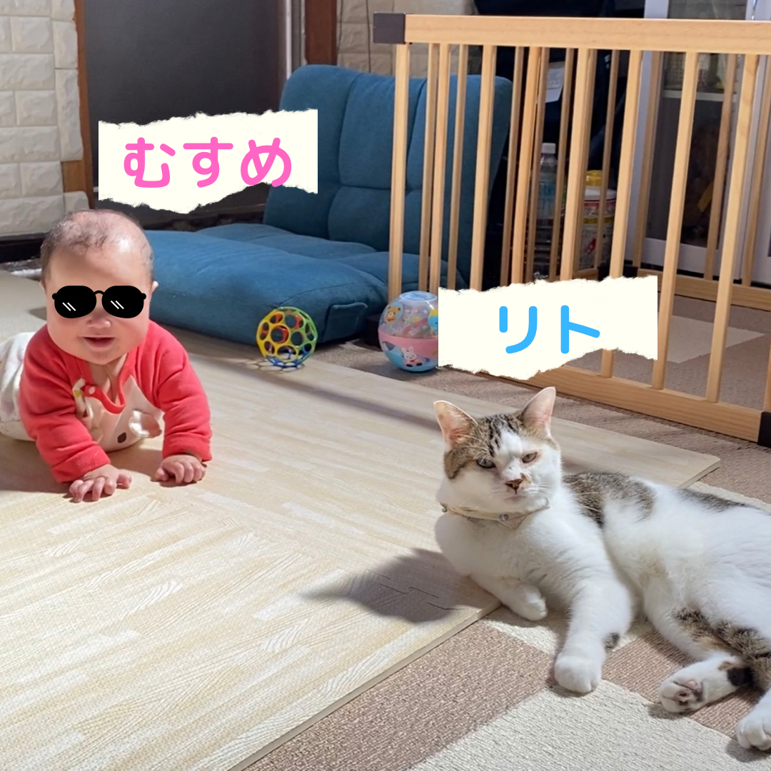 実写 猫を見て興奮する娘と猫と初タッチ 一回り年下の 主夫 とおしゃべり黒猫