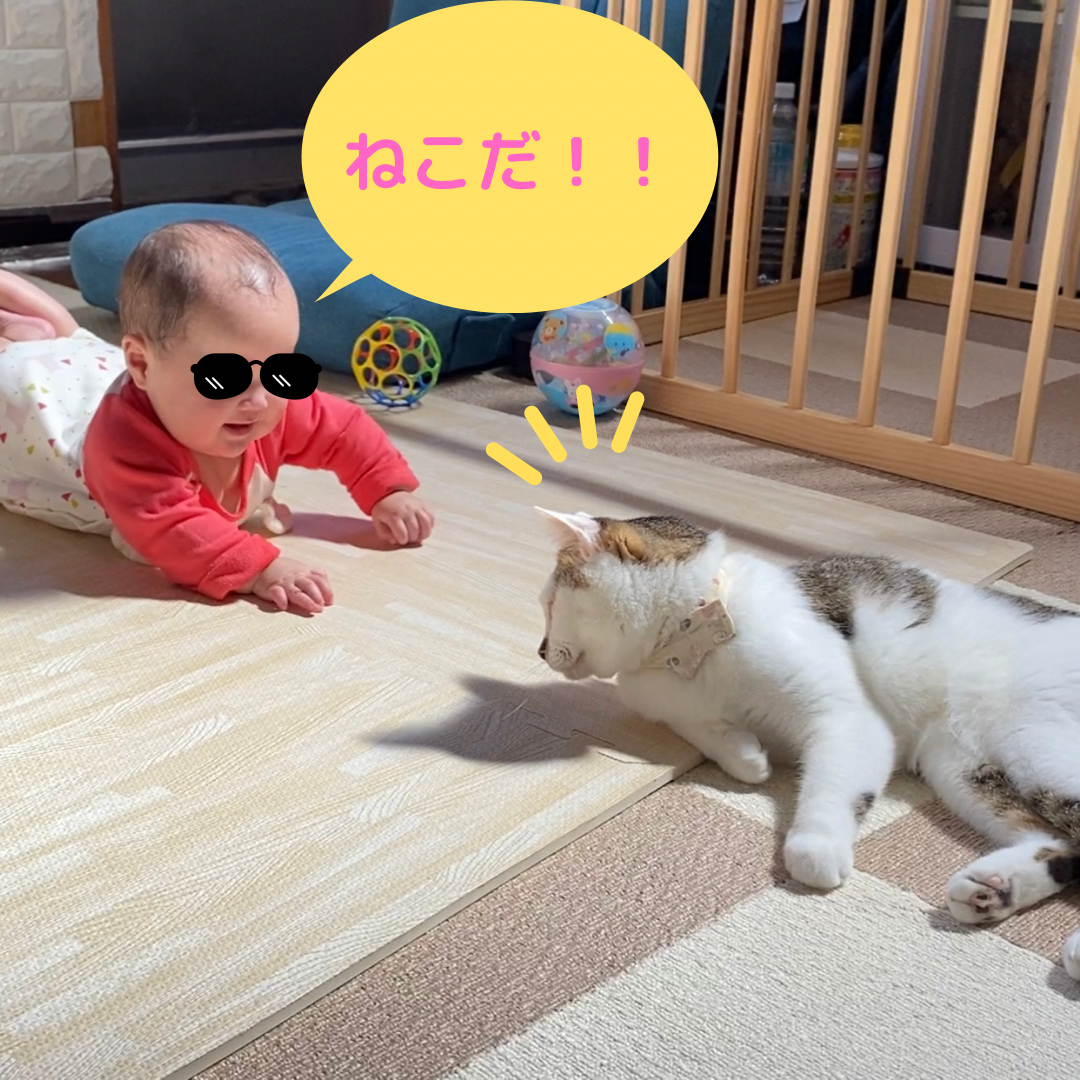 実写 猫を見て興奮する娘と猫と初タッチ 一回り年下の 主夫 とおしゃべり黒猫