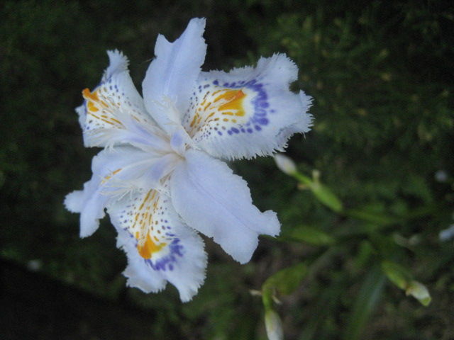 050