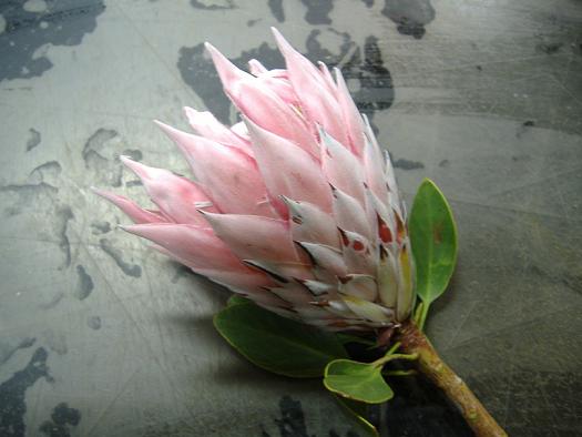 花の王様 お花屋さんです