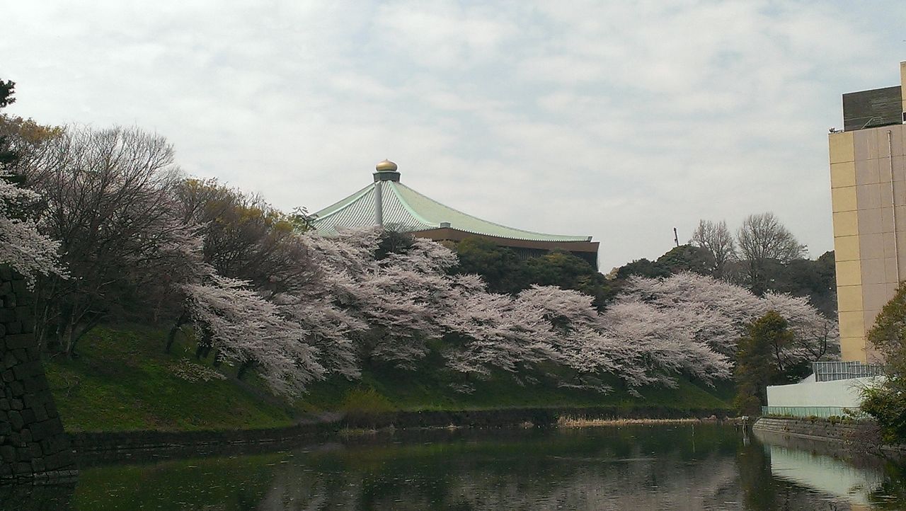 日本武道館と桜 司法書士法人オネスト 押田健児の備忘録