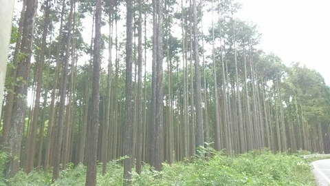 30年8月8日④