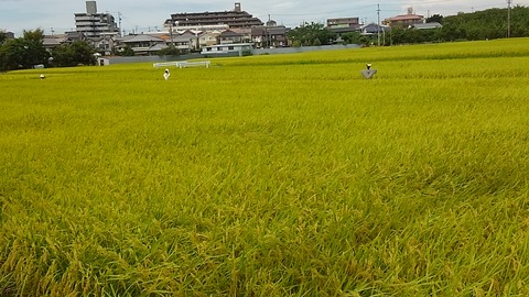 案山子①