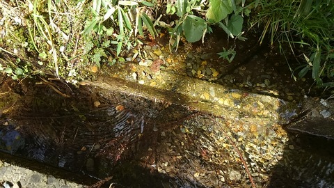 29年モネの池②