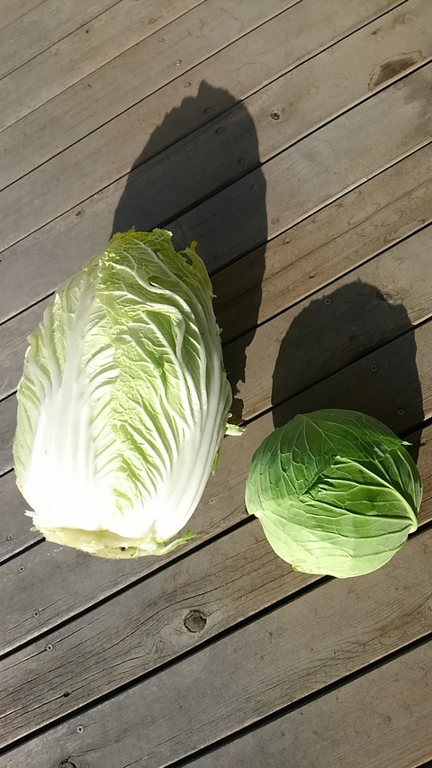 白菜①