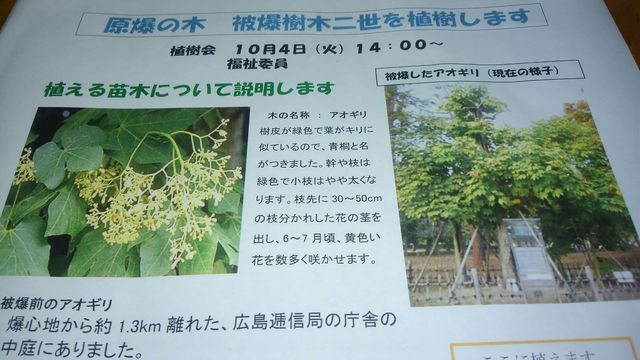 広島の 被爆樹木アオギリ二世 の苗が北中に植樹されました 大島令子ブログ 長久手市議会議員 広島の 被爆樹木アオギリ二世 の苗が北中に植樹されました 大島令子ブログ 長久手市議会議員