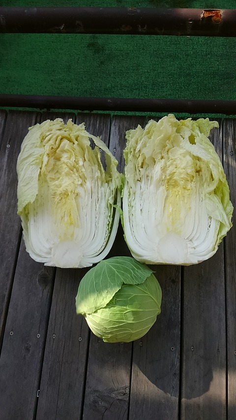 白菜③
