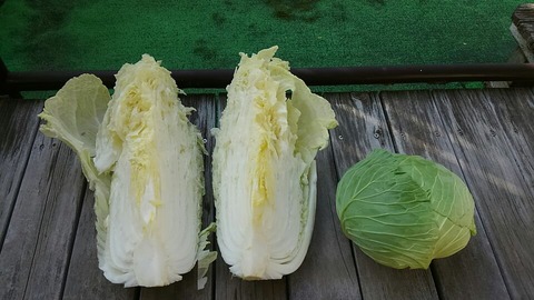 白菜④