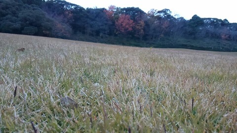 29年11月27日森林公園⑩