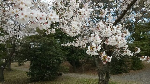 31年4月3日③