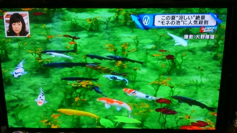 モネの池③