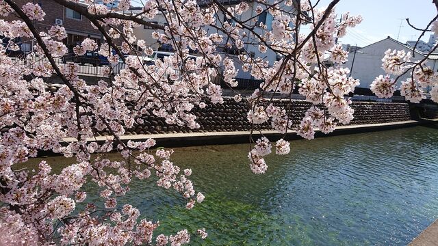 大垣城のお花見 外掘りに植えられた桜に圧倒 4 4 大島令子ブログ 長久手市議会議員