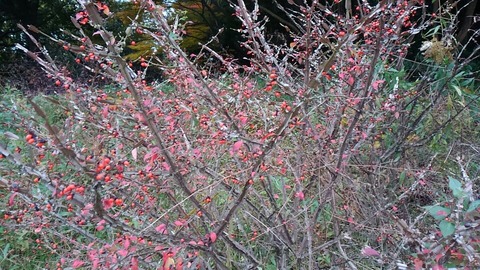 29年11月27日森林公園⑧