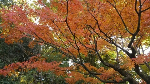 29年11月25日色金山歴史公園⑮