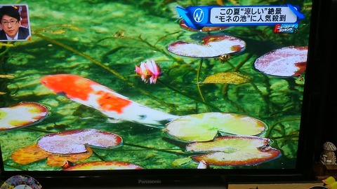 モネの池②