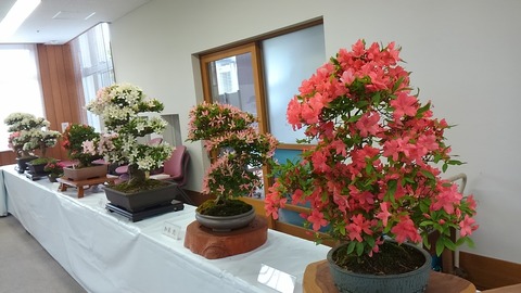 29年5月さつき展⑤