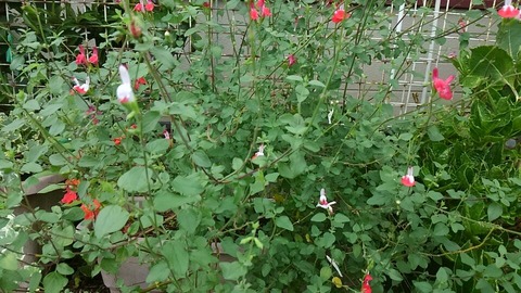29年8月13日故郷⑦