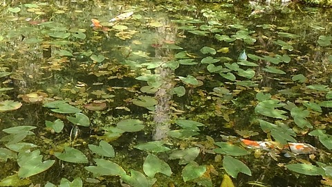 29年モネの池①