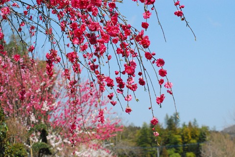 花桃①