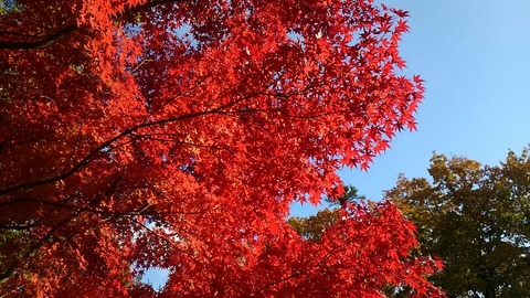 29年11月25日色金山歴史公園⑬