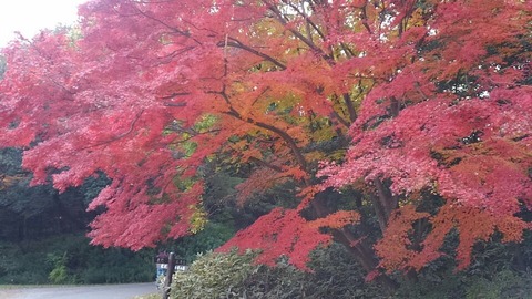 29年11月27日森林公園②