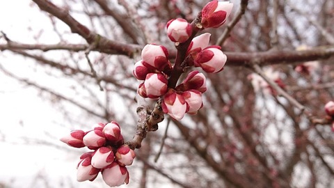 令和３年３月４日①