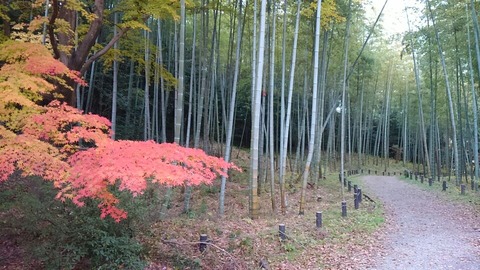 29年11月27日森林公園⑤