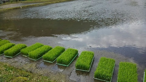 29年モネの池③