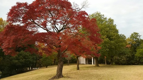 29年11月27日森林公園④