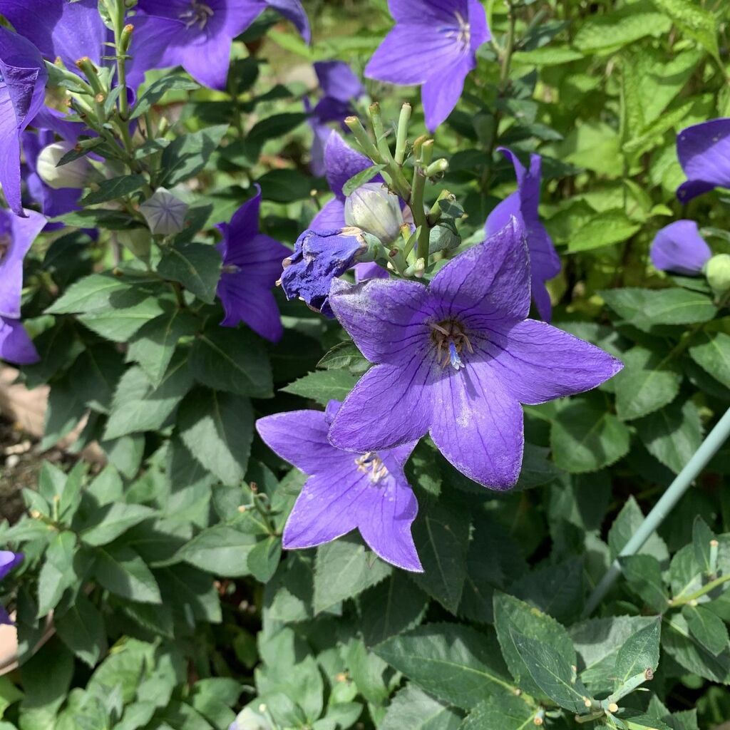 キキョウ 桔梗 キキョウ科キキョウ属 たかみむすひ神社 押野 公式ブログ