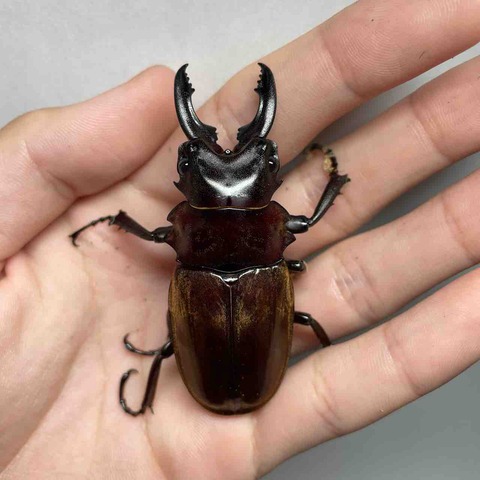 標本パガイ産ダールマンツヤクワガタssp.subitai 89ミリ 標本パガイ産ダールマンツヤクワガタssp.subitai 89ミリ 楽天