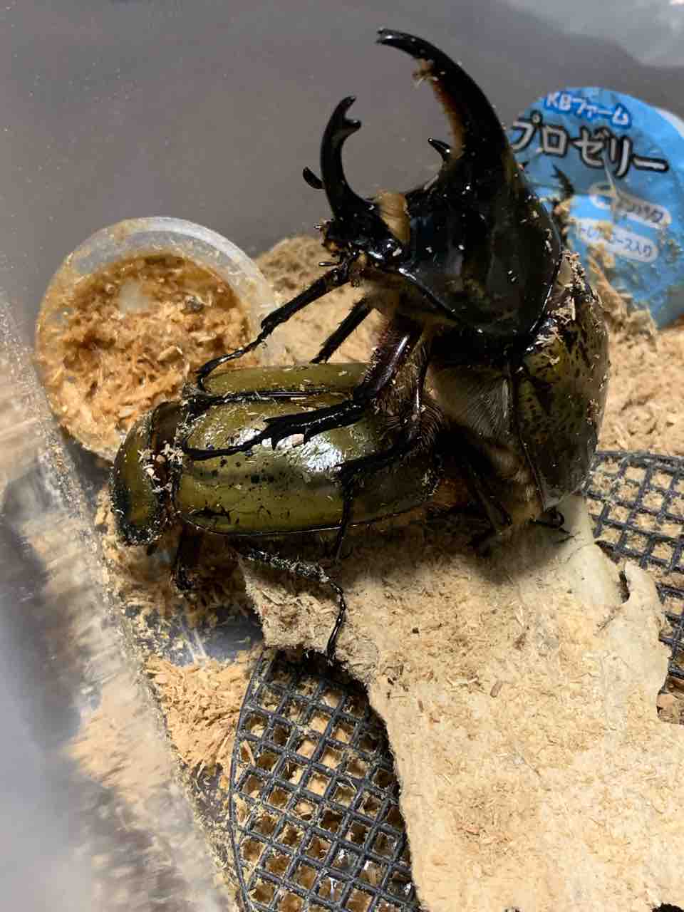 ヒルスシロカブト 飼育記 : しろむらのカブクワ飼育記。