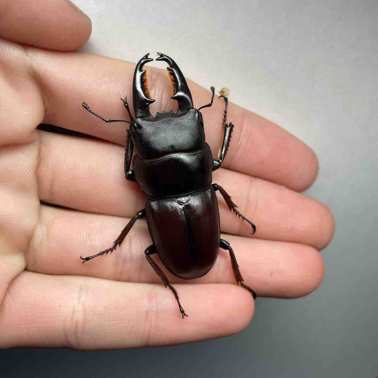 ヒラタクワガタ7匹セット 最大70㎜