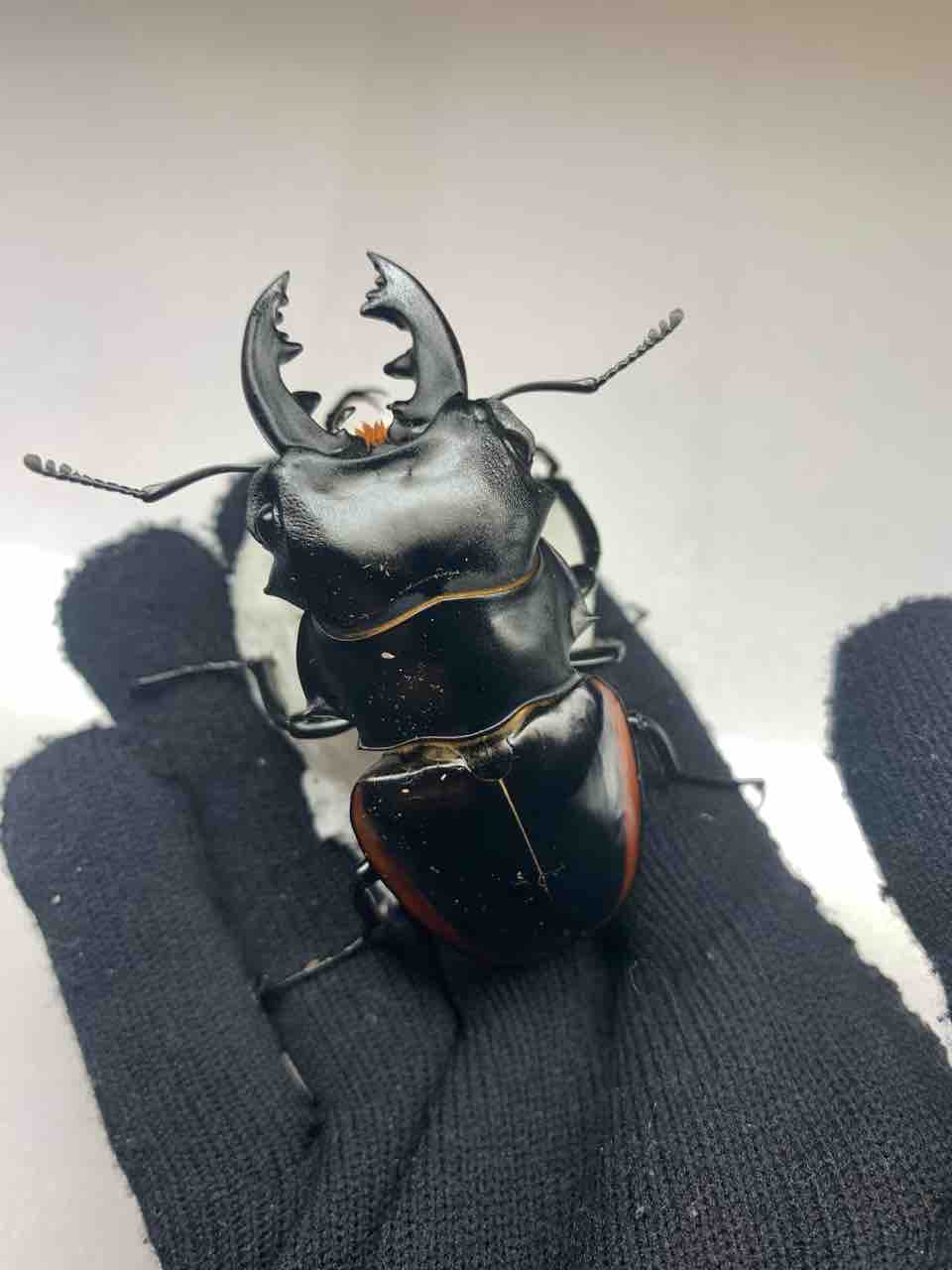 クベラツヤ　インド産　大型 WD】《クベラツヤクワガタ亜種sinensis 浙江省産 70mm ペア