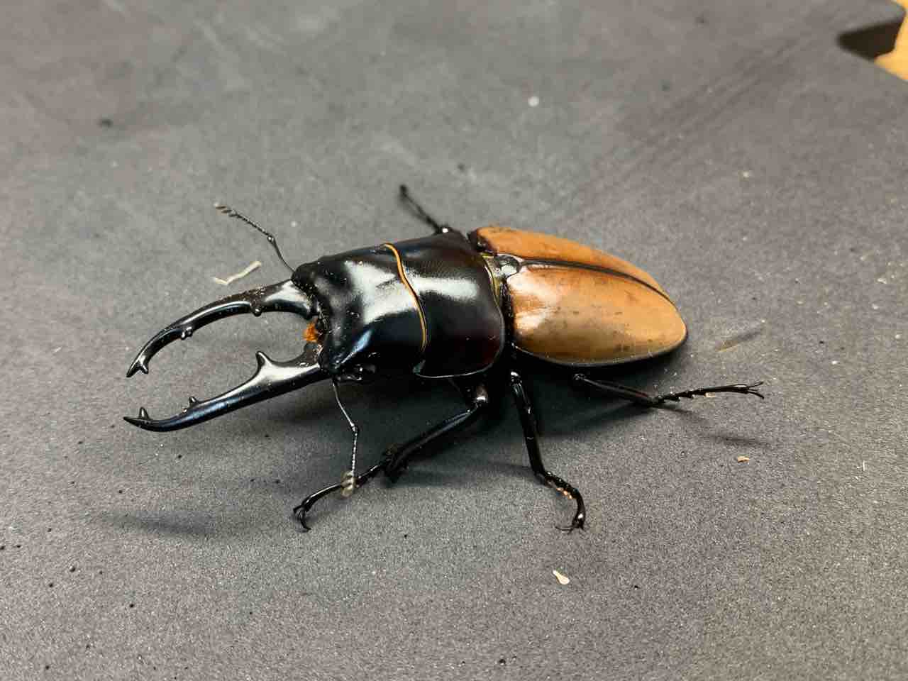 ナカジ　ラフェルトノコギリクワガタ　ハスタートノコギリクワガタ　2匹セット ハスタートノコギリ亜種モイニエリ 飼育記録（入手・ペアリング