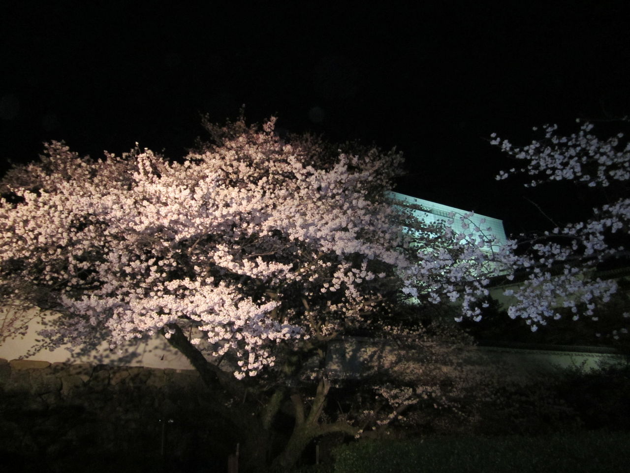 花あかり 姫路城夜桜会 第44代姫路お城の女王のブログ 花あかり 姫路城夜桜会 第44代姫路お城の女王のブログ