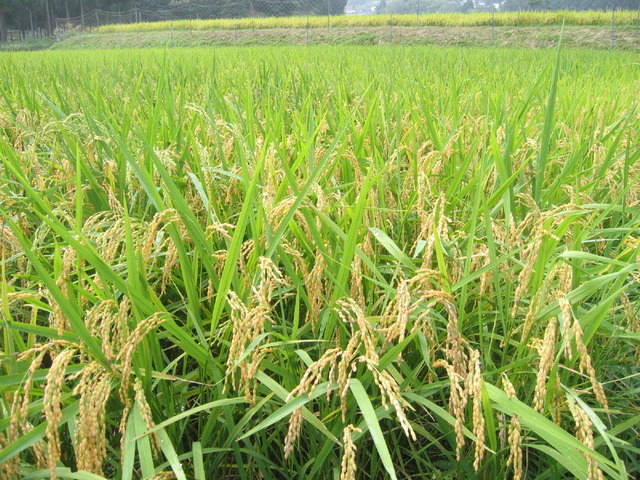 120nojyuku20050390