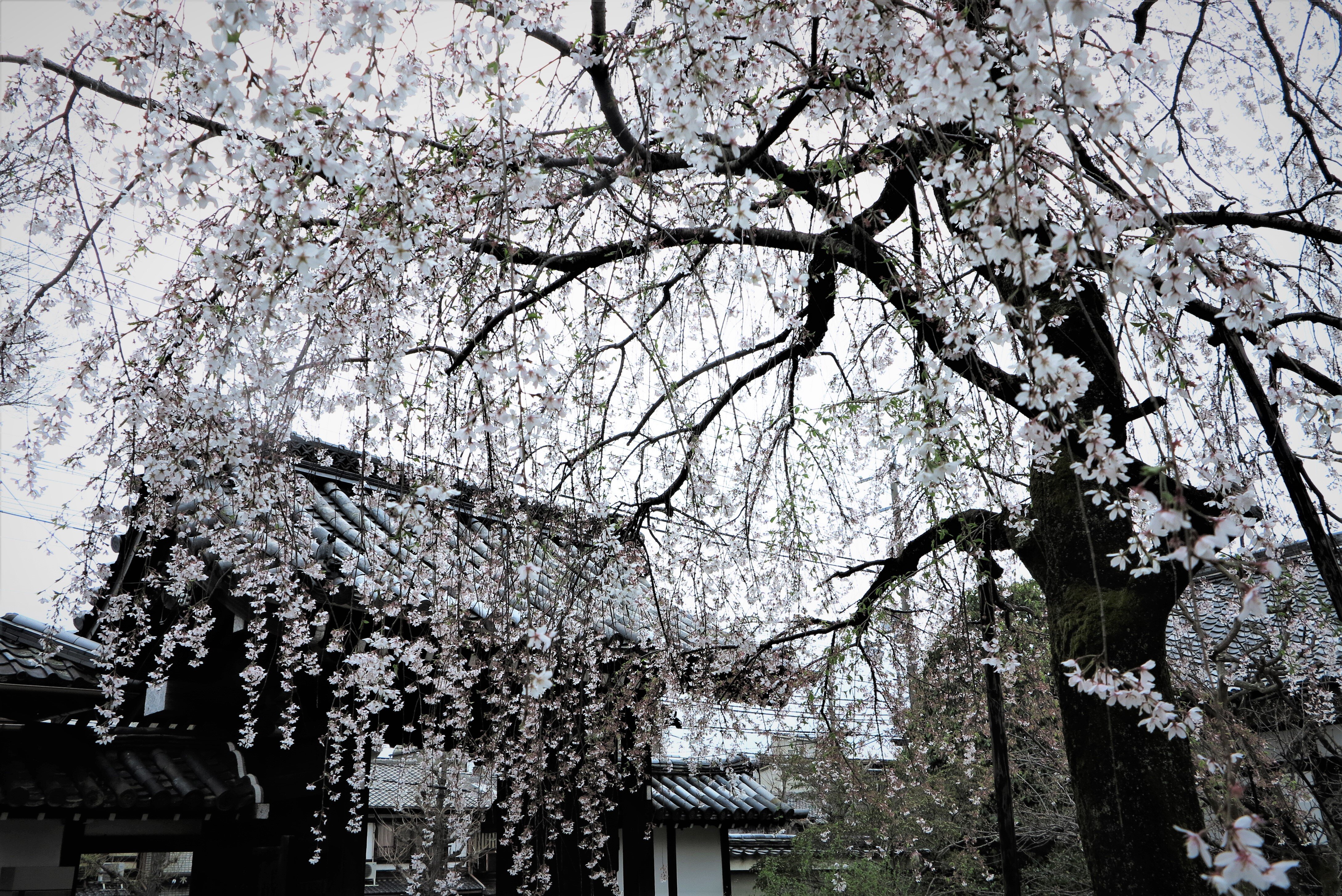 写真日々（5）-35- : 写真日々
